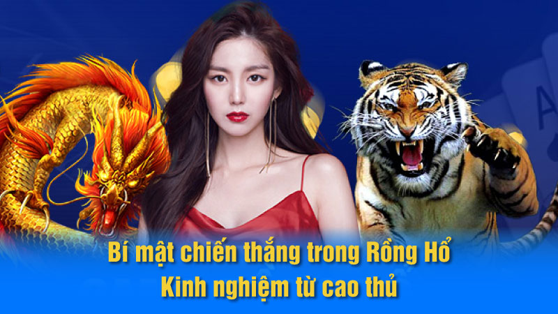 Bí mật chiến thắng trong Rồng Hổ: Kinh nghiệm từ cao thủ