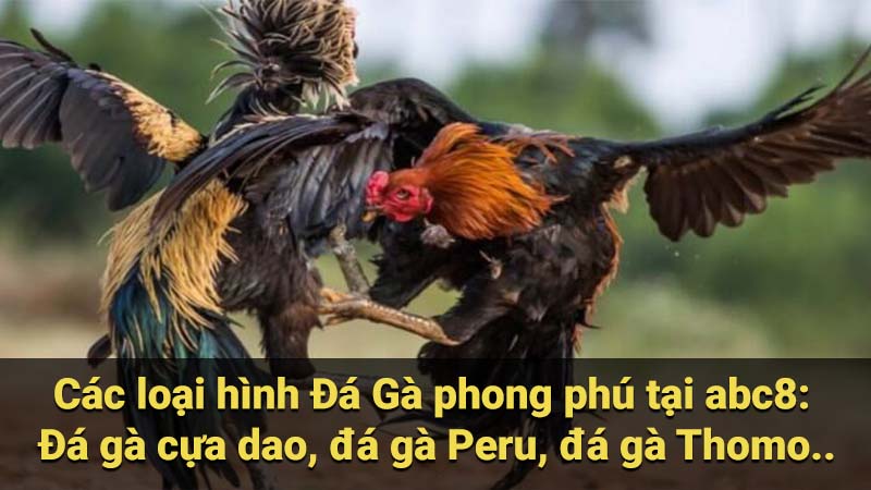 Các loại hình Đá Gà phong phú tại abc8: Đá gà cựa dao, đá gà Peru, đá gà Thomo..