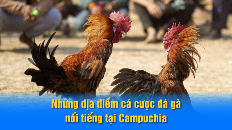 Những địa điểm cá cược đá gà nổi tiếng tại Campuchia